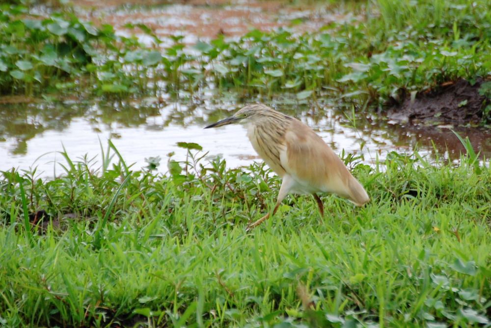 Tanzania - Sgarza ciuffetto (Ardeola ralloides)